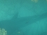 Cairns, barriera corallina - Sorpresa, ecco uno squalo!